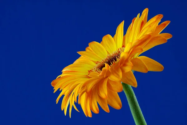 Single Golden Gerbera Flower Full Bloom Blue Backdrop — Stock Photo, Image