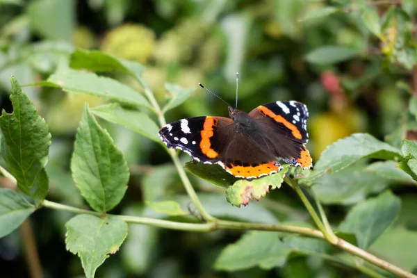 Red Admiral Vanessa Atalanta Resting Leaf — Stock Photo, Image