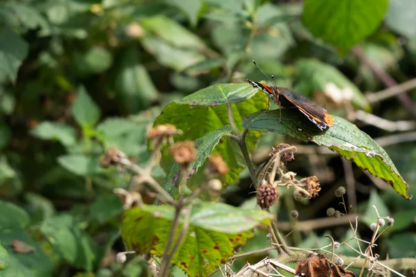 Red Admiral Vanessa Atalanta Resting Blackberry Bush — Stock Photo, Image