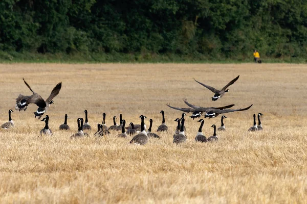 East Grinstead West Sussex Setembro Canada Gansos Branta Canadensis Campo — Fotografia de Stock