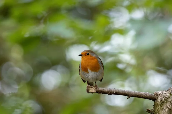 Robin Ser Alert Uppe Ett Träd Höstdag — Stockfoto