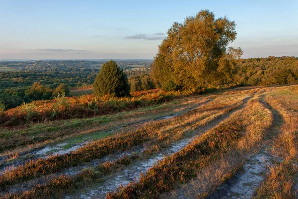 Herbstsonne Erhellt Den Aschenwald — Stockfoto