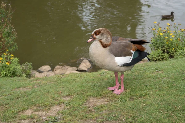 Ganso Egipcio Alopochen Aegyptiacus Junto Lago — Foto de Stock