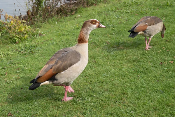 Egyptian Goose Alopochen Aegyptiacus Lakeside — стокове фото