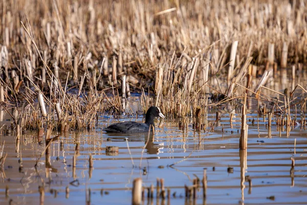 Coot Pływanie Złote Refleksje — Zdjęcie stockowe