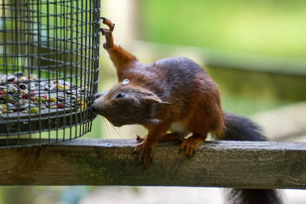 欧亚红松鼠（Sciurus vulgaris）) — 图库照片