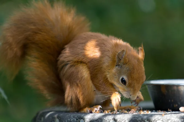 Ardilla roja euroasiática (Sciurus vulgaris) — Foto de Stock