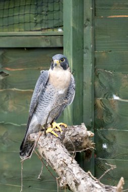 perigrine doğan (falco perigrinus)