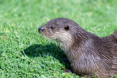 Euraziatische otter (lutra lutra)