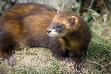 Avrupa sansar (mustela putorius)