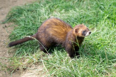 Avrupa sansar (mustela putorius)