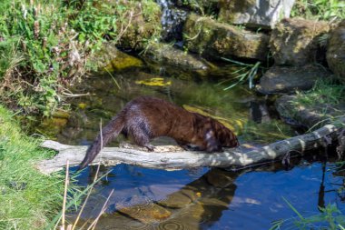 Avrupa Mink (Mustela lutreola)