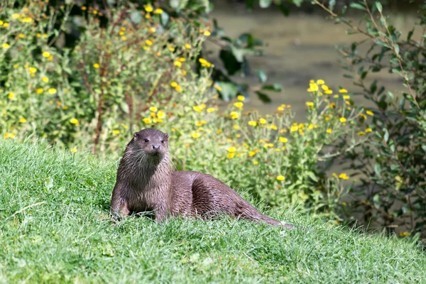 Loutre eurasienne (Lutra lutra ) — Photo