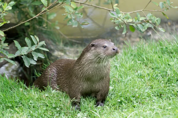 ユーラシアカワウソ (グループ グループ) — ストック写真