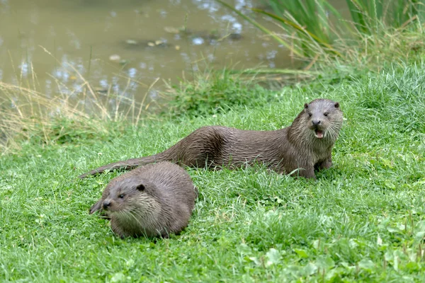 ユーラシアカワウソ (グループ グループ) — ストック写真