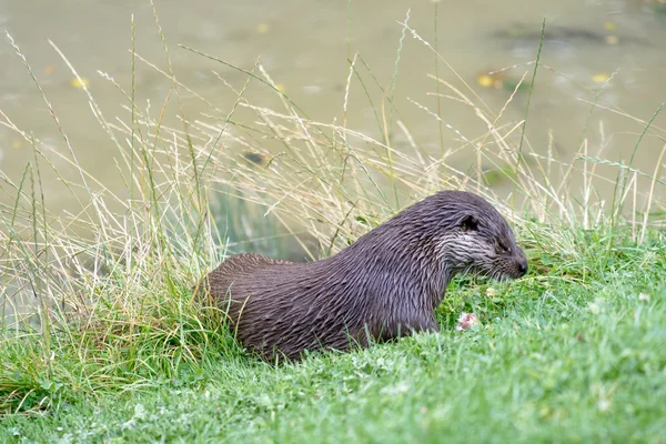 Loutre eurasienne (Lutra lutra ) — Photo