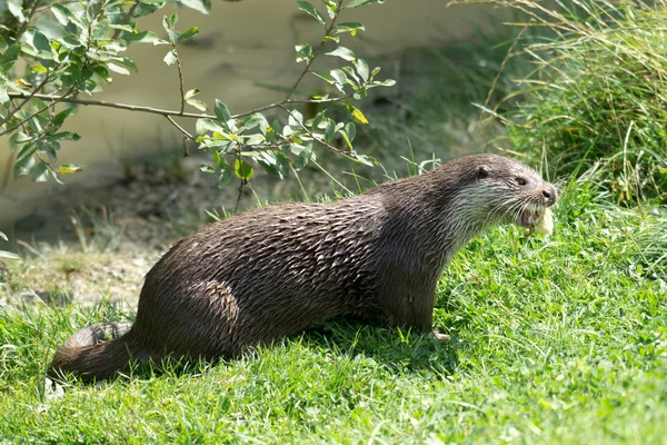 Eurasischer Fischotter (lutra lutra)) — Stockfoto