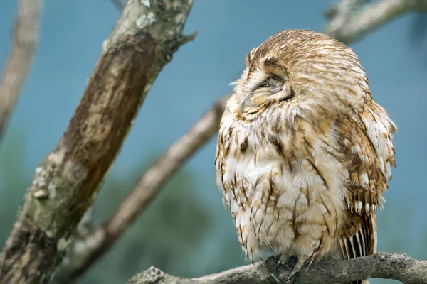 Búho Tawny (Strix aluco ) — Foto de Stock