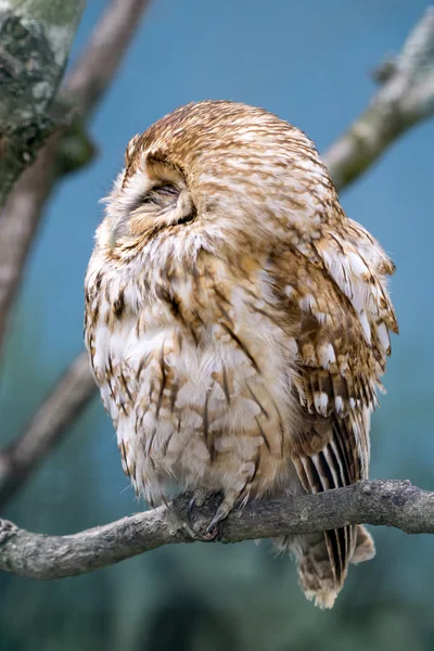 Búho Tawny (Strix aluco ) — Foto de Stock