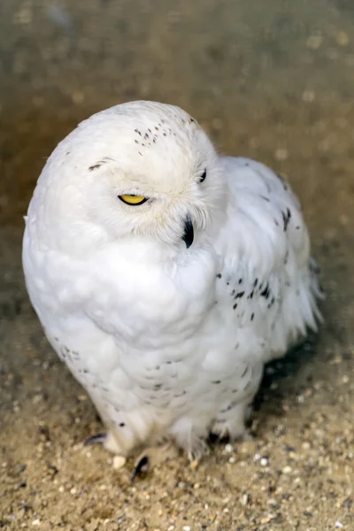 Schneeeule (Bubo scandiacus)) — Stockfoto