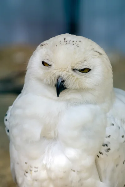 Schneeeule (Bubo scandiacus)) — Stockfoto