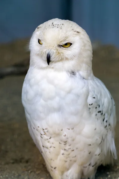 Schneeeule (Bubo scandiacus)) — Stockfoto