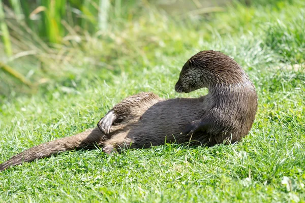 Loutre eurasienne (Lutra lutra ) — Photo