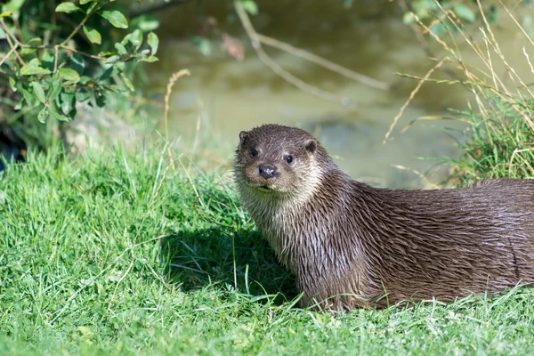 Eurasischer Fischotter (lutra lutra)) — Stockfoto