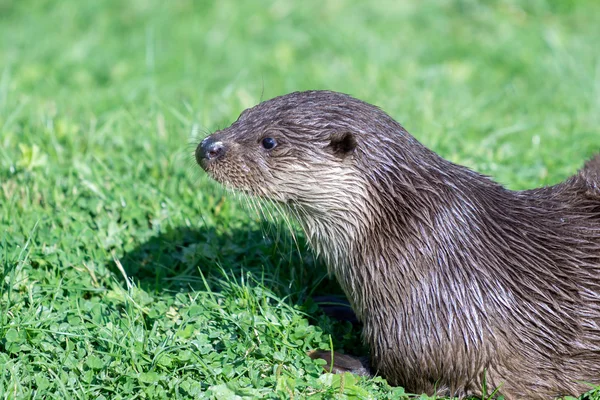 Loutre eurasienne (Lutra lutra ) — Photo