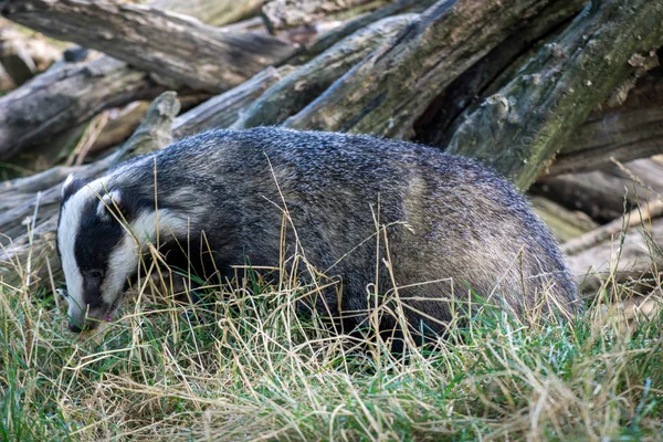 Badger Eropa (Meles meles) — Stok Foto