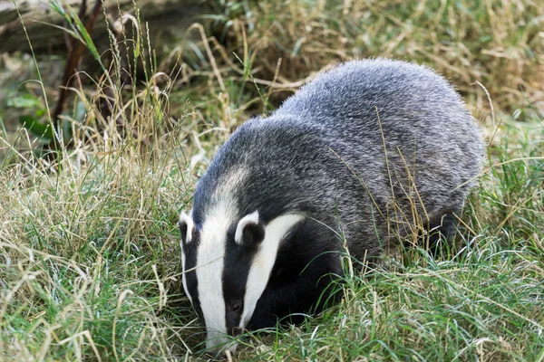 Badger Eropa (Meles meles) — Stok Foto