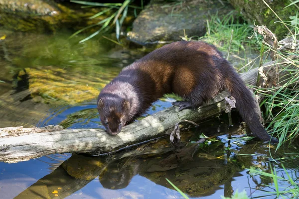 European Mink (Mustela lutreola) — Stock Photo, Image