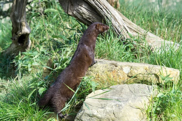 European Mink (Mustela lutreola) — Stock Photo, Image