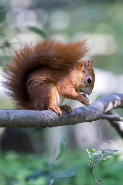 Eurasijská červená veverka (Sciurus vulgaris) — Stock fotografie