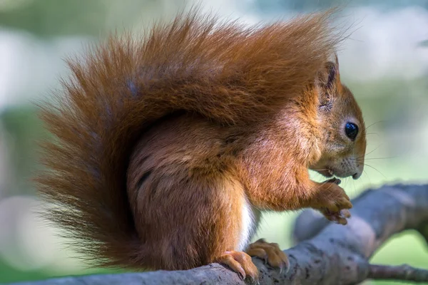 Esquilo vermelho eurasiano (Sciurus vulgaris) — Fotografia de Stock