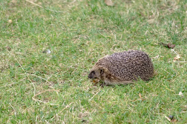 Europeiska igelkotten (Erinaceus europaeus) — Stockfoto