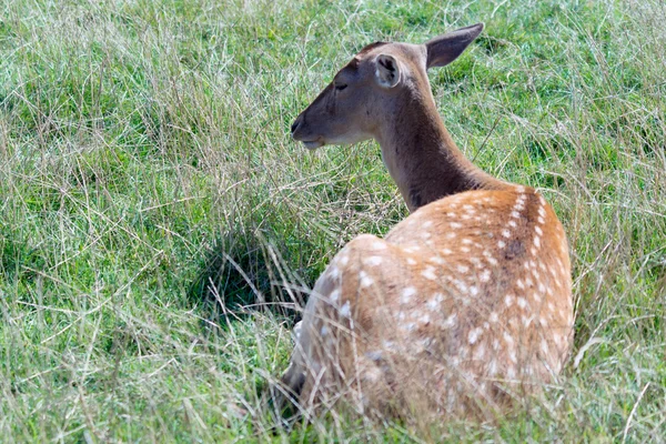 Fallow Deer (Dama dama) — Stock Photo, Image