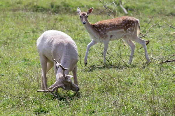 Fallow Deer (Dama dama) — Stock Photo, Image