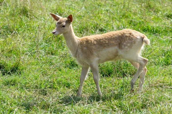 Cervo (Dama dama) — Foto Stock