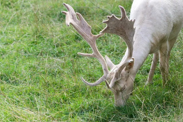 Fallow Deer (Dama dama) — Stock Photo, Image