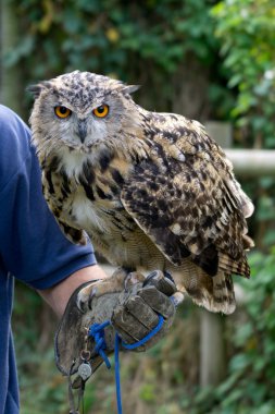 Avrasya kartal baykuşu (Bubo bubo)