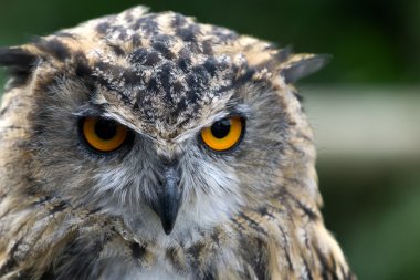 Avrasya kartal baykuşu (Bubo bubo)