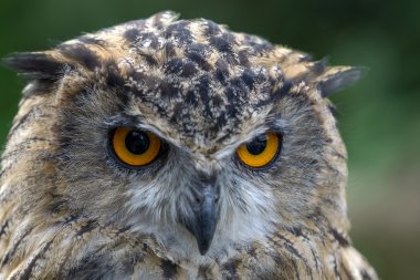 Avrasya kartal baykuşu (Bubo bubo)