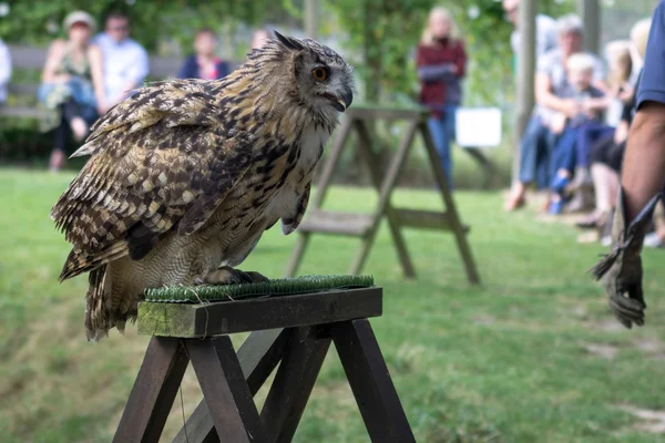 Búho águila euroasiática (Bubo bubo) —  Fotos de Stock