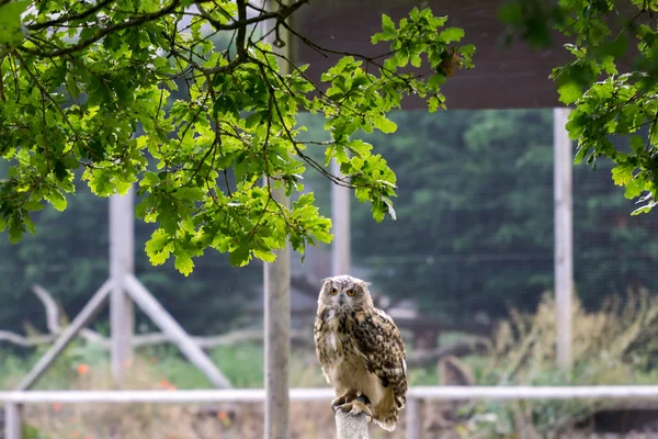 Eurazjatycka sowa (Bubo bubo) — Zdjęcie stockowe