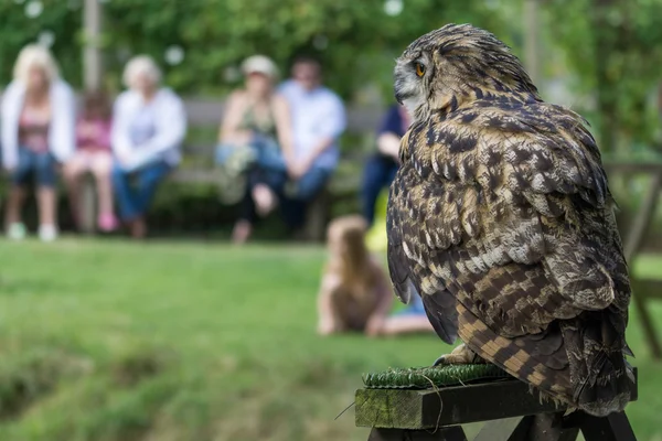 Uhu (Bubo bubo)) — Stockfoto