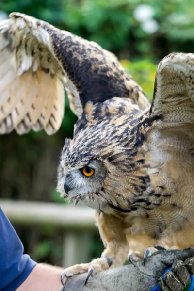 Búho águila euroasiática (Bubo bubo) —  Fotos de Stock