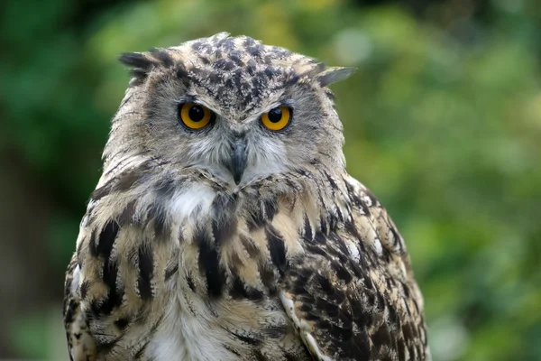 Uhu (Bubo bubo)) — Stockfoto