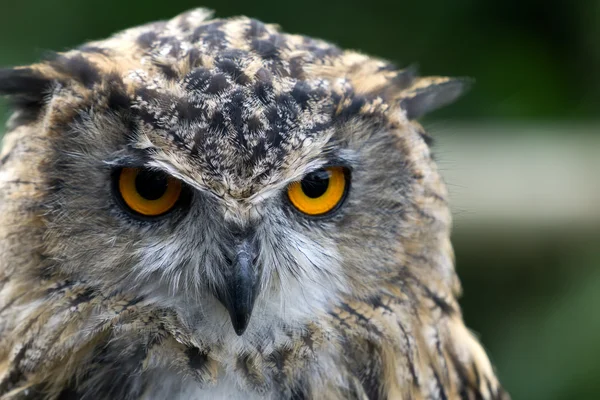 Uhu (Bubo bubo)) — Stockfoto