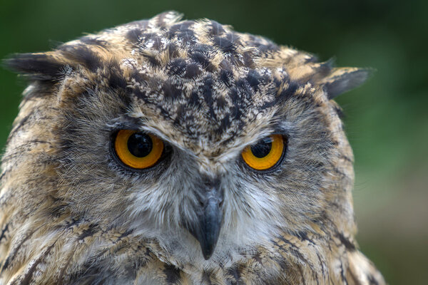 Eurasian Eagle-Owl (Bubo bubo)